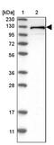 DEAD-Box Helicase 42 antibody, PA5-54828, Invitrogen Antibodies, Western Blot image 