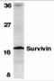 Survivin antibody, 2237, ProSci, Western Blot image 
