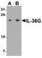 Interleukin 36 Gamma antibody, PA5-72778, Invitrogen Antibodies, Western Blot image 