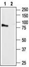 P2Y purinoceptor 4 antibody, TA328996, Origene, Western Blot image 