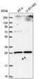 Solute Carrier Family 25 Member 5 antibody, PA5-65459, Invitrogen Antibodies, Western Blot image 