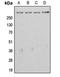 APC Regulator Of WNT Signaling Pathway antibody, orb213564, Biorbyt, Western Blot image 