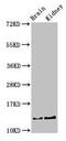 Parvalbumin antibody, CSB-PA019092HA01HU, Cusabio, Western Blot image 