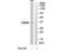 Caudal Type Homeobox 2 antibody, TA326131, Origene, Western Blot image 