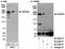 Dedicator of cytokinesis protein 9 antibody, A300-530A, Bethyl Labs, Western Blot image 