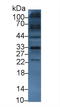 SLC9A3 Regulator 2 antibody, LS-C314868, Lifespan Biosciences, Western Blot image 