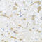 APOL1 antibody, 23-297, ProSci, Immunohistochemistry frozen image 