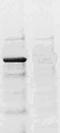 Cyclic AMP-responsive element-binding protein 1 antibody, TA354384, Origene, Western Blot image 