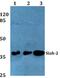 E3 ubiquitin-protein ligase SIAH2 antibody, PA5-36302, Invitrogen Antibodies, Western Blot image 