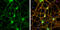 Septin 8 antibody, GTX119118, GeneTex, Immunofluorescence image 