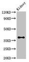 Protein atonal homolog 1 antibody, orb21314, Biorbyt, Western Blot image 