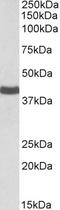 Cell Adhesion Molecule 1 antibody, orb20646, Biorbyt, Western Blot image 