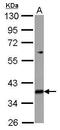 Mitochondrial Ribosomal Protein L39 antibody, GTX122461, GeneTex, Western Blot image 