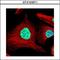 U4/U6.U5 tri-snRNP-associated protein 1 antibody, GTX103371, GeneTex, Immunocytochemistry image 