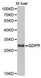 Quinoid Dihydropteridine Reductase antibody, abx127024, Abbexa, Western Blot image 
