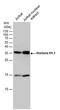Histone H1.1 antibody, PA5-77996, Invitrogen Antibodies, Western Blot image 