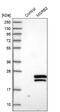 Methionine-R-sulfoxide reductase B2, mitochondrial antibody, NBP1-86594, Novus Biologicals, Western Blot image 