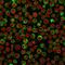 CD79a antibody, GTX34558, GeneTex, Immunofluorescence image 