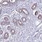 p210 antibody, NBP2-37940, Novus Biologicals, Immunohistochemistry frozen image 