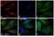 Rabbit IgG antibody, Q-11411MP, Invitrogen Antibodies, Immunofluorescence image 