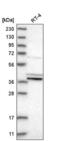 Prostaglandin E Synthase 2 antibody, NBP2-58108, Novus Biologicals, Western Blot image 