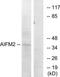 AIFM2 antibody, TA315941, Origene, Western Blot image 