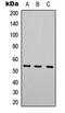 5-Hydroxytryptamine Receptor 7 antibody, LS-C358892, Lifespan Biosciences, Western Blot image 