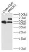 DnaJ Heat Shock Protein Family (Hsp40) Member C1 antibody, FNab02456, FineTest, Immunoprecipitation image 