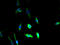 Dermatan Sulfate Epimerase antibody, A58858-100, Epigentek, Immunofluorescence image 