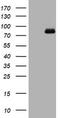 DNA Polymerase Iota antibody, TA801478BM, Origene, Western Blot image 