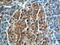 Neuroendocrine secretory protein 55 antibody, 10150-2-AP, Proteintech Group, Immunohistochemistry frozen image 