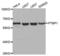 Polypyrimidine Tract Binding Protein 1 antibody, abx001513, Abbexa, Western Blot image 