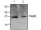Fas Associated Via Death Domain antibody, NBP1-45552, Novus Biologicals, Western Blot image 