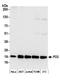 Prostaglandin E synthase 3 antibody, A304-499A, Bethyl Labs, Western Blot image 