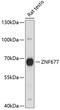 Zinc Finger Protein 677 antibody, GTX66318, GeneTex, Western Blot image 