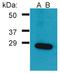 Growth Factor Receptor Bound Protein 2 antibody, AP03043PU-N, Origene, Western Blot image 