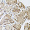 MARVEL domain-containing protein 2 antibody, A05714, Boster Biological Technology, Immunohistochemistry frozen image 