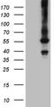 Fc Receptor Like B antibody, CF809246, Origene, Western Blot image 