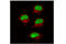 Histone Cluster 1 H2A Family Member A antibody, 8240S, Cell Signaling Technology, Immunocytochemistry image 