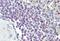 Ephrin A2 antibody, orb329591, Biorbyt, Immunohistochemistry paraffin image 