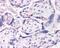 Dual specificity protein phosphatase 16 antibody, 45-506, ProSci, Immunohistochemistry frozen image 
