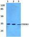 NADH-cytochrome b5 reductase 3 antibody, PA5-36492, Invitrogen Antibodies, Western Blot image 