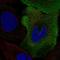 Small muscular protein antibody, HPA077360, Atlas Antibodies, Immunocytochemistry image 