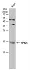 Ribosomal Protein S25 antibody, NBP2-43650, Novus Biologicals, Western Blot image 