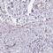 Protein DEPP antibody, HPA037819, Atlas Antibodies, Immunohistochemistry frozen image 