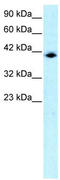 Interferon Regulatory Factor 9 antibody, TA329217, Origene, Western Blot image 