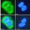 Follistatin Like 1 antibody, LS-C54883, Lifespan Biosciences, Immunofluorescence image 