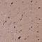 Synuclein Alpha Interacting Protein antibody, HPA064687, Atlas Antibodies, Immunohistochemistry frozen image 
