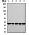 TBP7 antibody, orb340842, Biorbyt, Western Blot image 