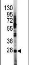 HES1 antibody, PA5-13268, Invitrogen Antibodies, Western Blot image 